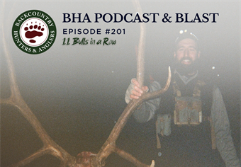 11 Bulls in a Row with BHA's Trey Curtiss