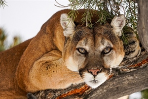 Hunting on the Ballot