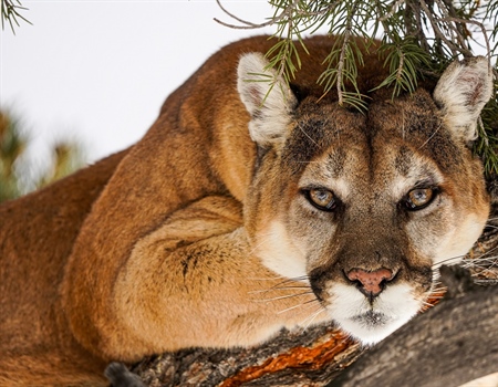 Hunting on the Ballot