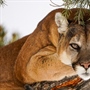 Hunting on the Ballot