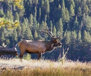 Administration to Rescind Public Lands Rule, Potentially Shirking Public Engagement