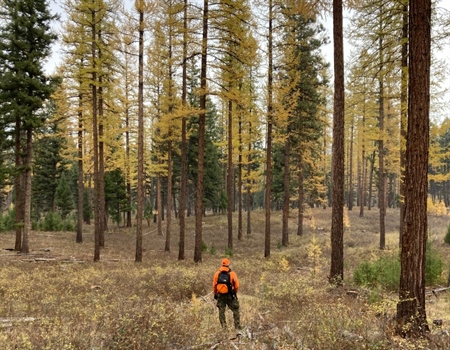 USDA Rescinds Near Quarter Century Old Protections for 58.5 Million Acres of National Forest Lands