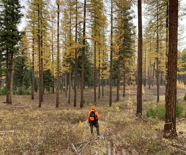 USDA Rescinds Near Quarter Century Old Protections for 58.5 Million Acres of National Forest Lands