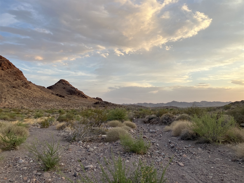 CA BHA 2025 Desert Bighorn Survey Recap