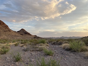 CA BHA 2025 Desert Bighorn Survey Recap