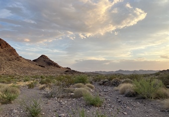 CA BHA 2025 Desert Bighorn Survey Recap