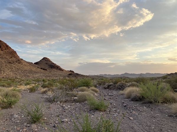 CA BHA 2025 Desert Bighorn Survey Recap