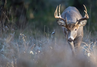 Iowa BHA Chapter Hosts Auction for 2025 Statewide Nonresident Deer Tag!
