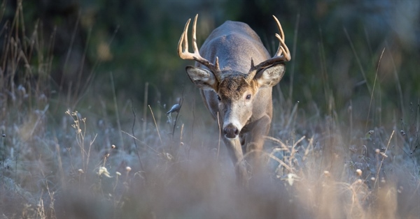 Iowa BHA Chapter Hosts Auction for 2025 Statewide Nonresident Deer Tag!