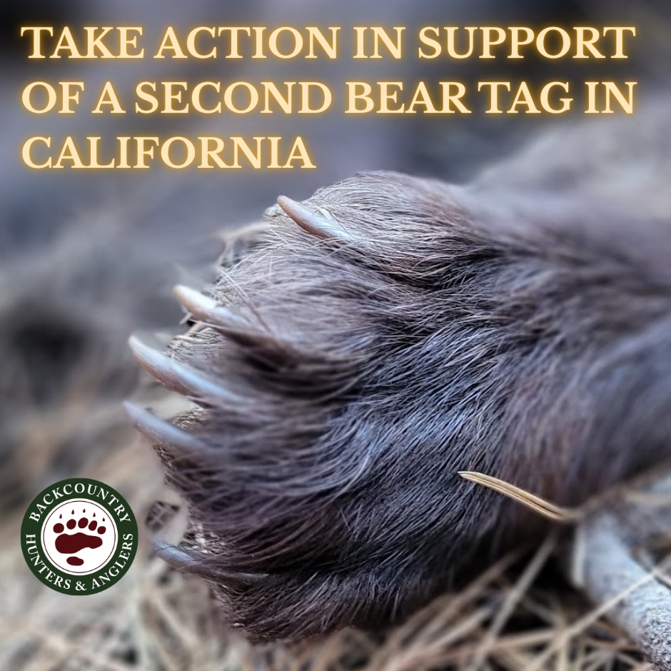 California BHA Drafts Resolution in Support of a Second Bear Tag & Submits a Petition to the Fish & Game Commission