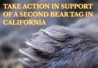 California BHA Drafts Resolution in Support of a Second Bear Tag & Submits a Petition to the Fish & Game Commission