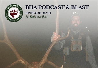 11 Bulls in a Row with BHA's Trey Curtiss