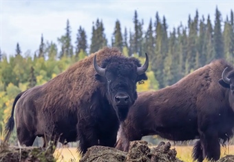 Restoring Alaska’s Wood Bison through Dedication and Collaboration