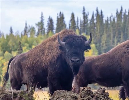 Restoring Alaska’s Wood Bison through Dedication and Collaboration