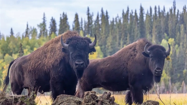 Restoring Alaska’s Wood Bison through Dedication and Collaboration