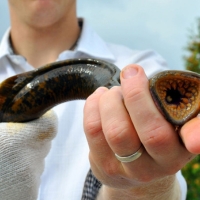 MI BHA Chapter Raises Concerns About Sea Lamprey Control Staff Cuts