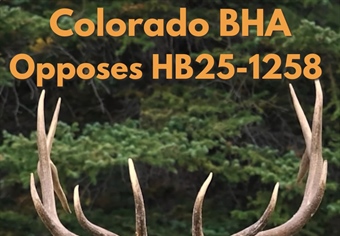 Colorado BHA Statement on HB25-1258, Scientific Management of Wildlife