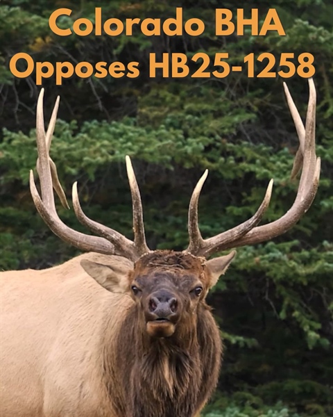 Colorado BHA Statement on HB25-1258, Scientific Management of Wildlife