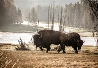 Colorado BHA Statement of SN25-053, Protect Wild Bison