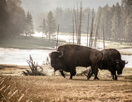 Colorado BHA Statement of SN25-053, Protect Wild Bison