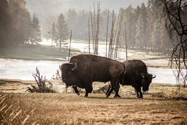 Colorado BHA Statement of SN25-053, Protect Wild Bison