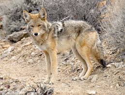 BHA Defends Coyote Hunting and Commission Processes in CA