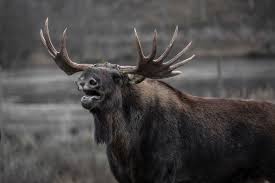 Take Action to Allow Montana to Offer Raffles AND Auctions for Big Game Tags