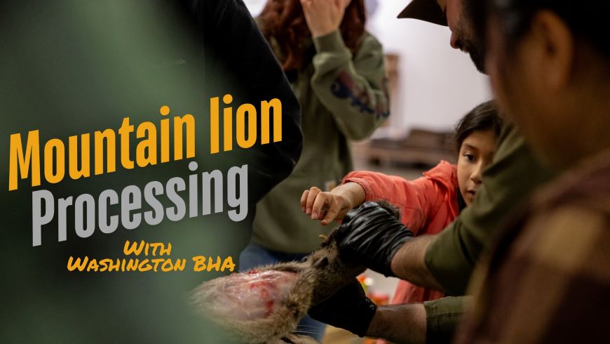 Mountain Lion Processing with Washington BHA