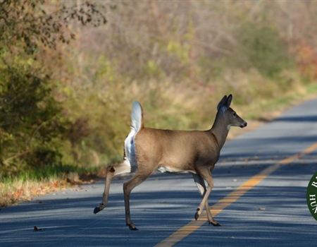 Advocating for Wildlife Protection and Resilient Infrastructure in Virginia