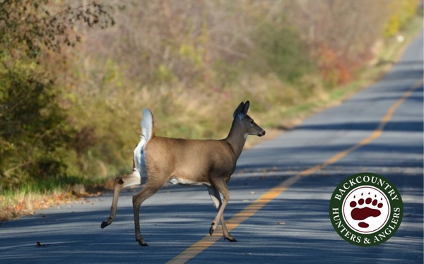 Advocating for Wildlife Protection and Resilient Infrastructure in Virginia