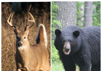 New England BHA Supports Proposed Bear & Deer Hunting Regulation Changes in Massachusetts