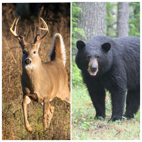 New England BHA Supports Proposed Bear & Deer Hunting Regulation Changes in Massachusetts
