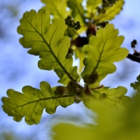 MI BHA Chapter Advocates for Responsible Public Land Use