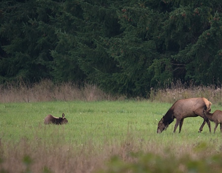 Elk Hoof Disease 101