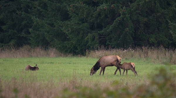Elk Hoof Disease 101