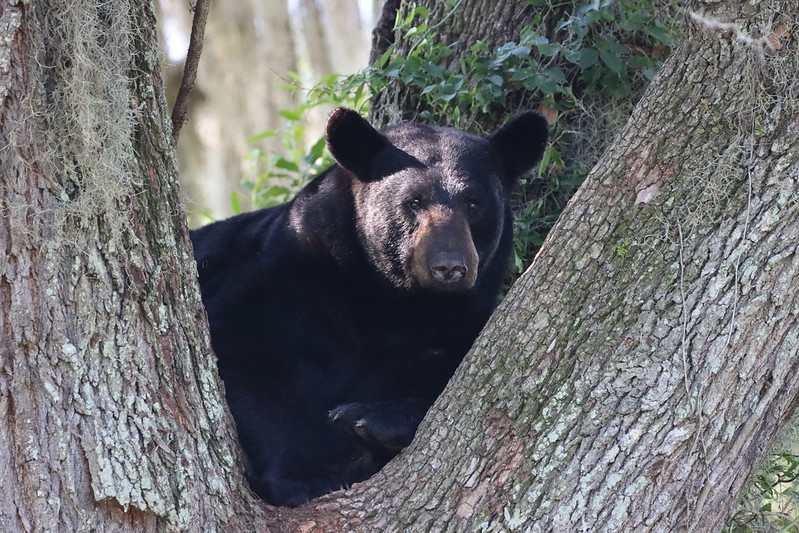 Florida Black Bear Management - The Full Story About the Potential 2025 Hunt