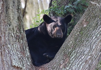 Florida Black Bear Management - The Full Story About the Potential 2025 Hunt