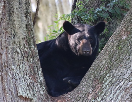 Florida Black Bear Management - The Full Story About the Potential 2025 Hunt