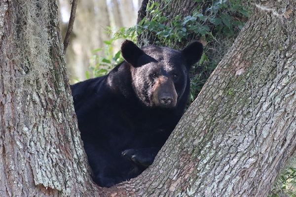 Florida Black Bear Management - The Full Story About the Potential 2025 Hunt