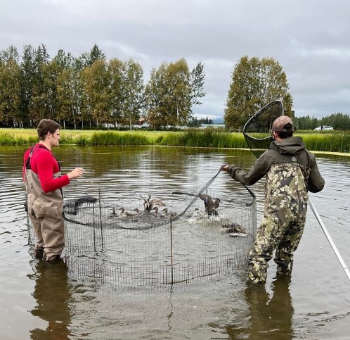 Waterfowl Banding at Creamers Field