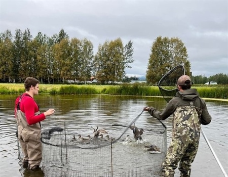 Waterfowl Banding at Creamers Field