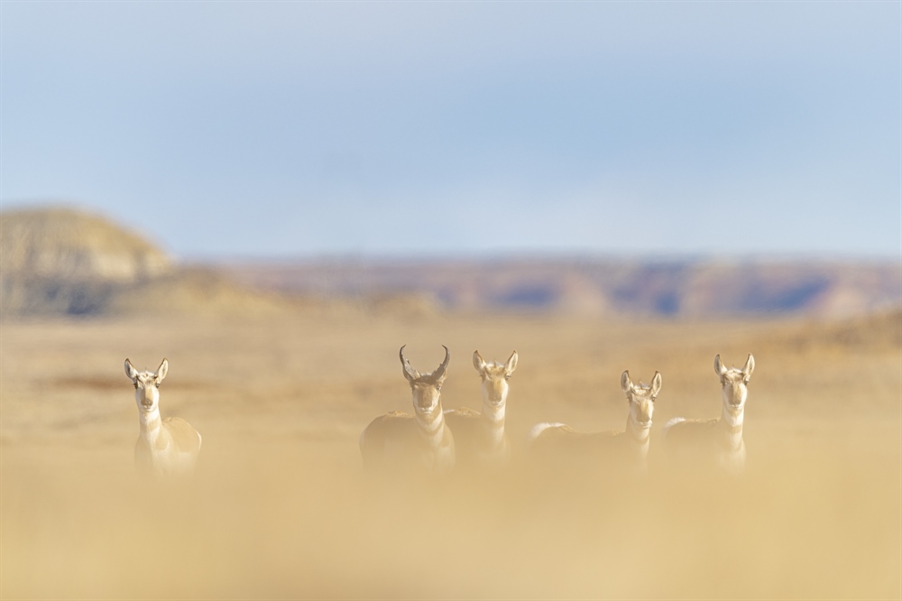 Senate Committee Advances Final Public Lands and Waters Legislation for the 118th Congress