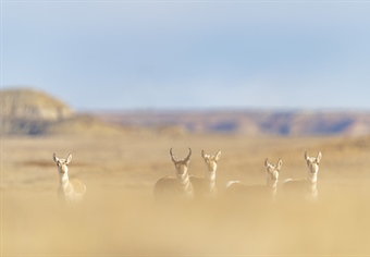 Senate Committee Advances Final Public Lands and Waters Legislation for the 118th Congress