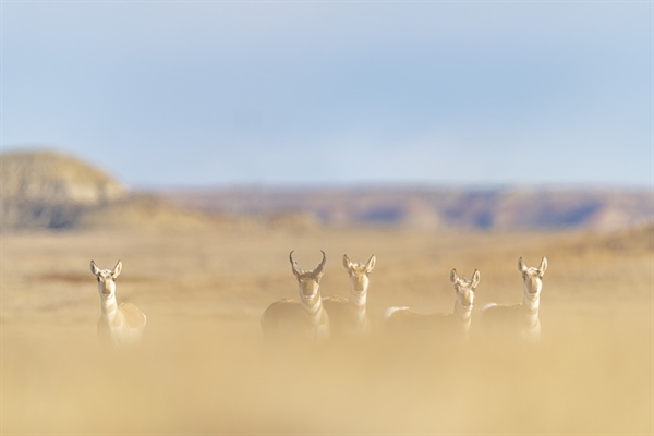 Senate Committee Advances Final Public Lands and Waters Legislation for the 118th Congress