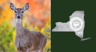 CWD Detected in New York