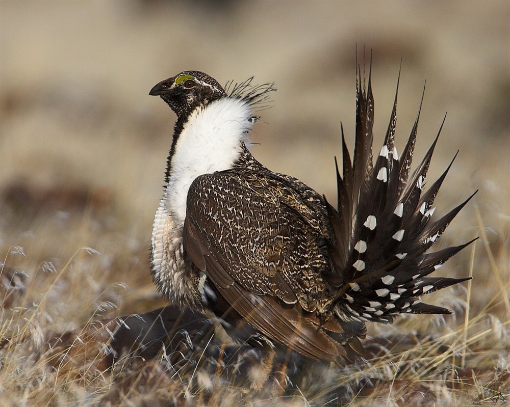Organizations Optimistic about Final Plan to Protect Sage-Grouse Habitat, Call for Work to Begin