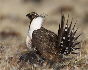 Organizations Optimistic about Final Plan to Protect Sage-Grouse Habitat, Call for Work to Begin
