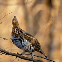Stearns Ruffed Grouse Habitat Management Project Proposal