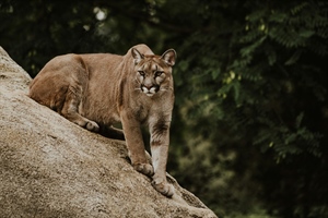 Mountain Lion Carnitas