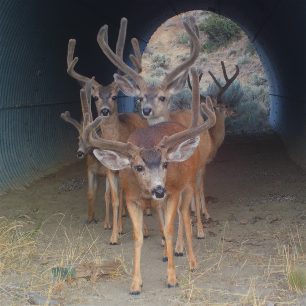 Wildlife Habitat Connectivity Bill Signed into Law in California